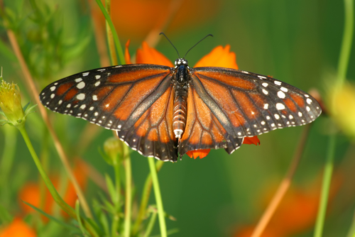 Flaum butterflies